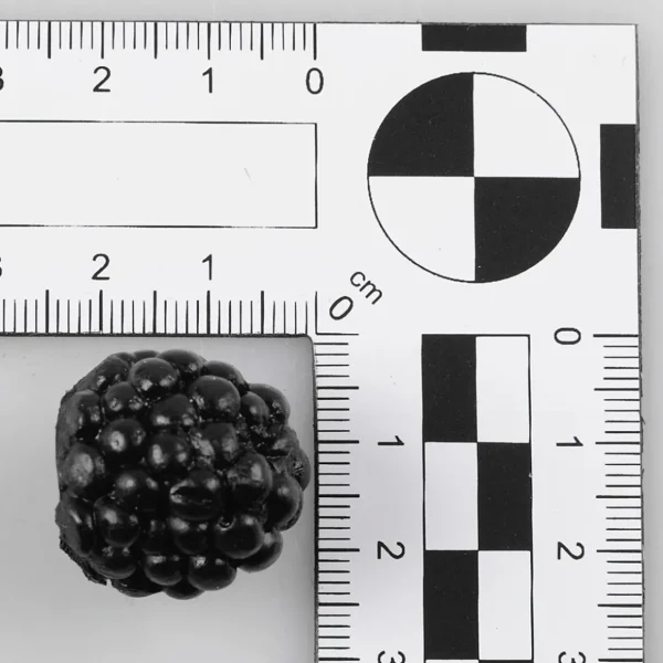 Obst & Früchte^DecoWoerner Brombeeren Lebensmittel-Attrappe, 24 Stück schwarz