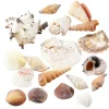 Streudeko | Sommerdeko^DecoWoerner Deko Muscheln Und Schnecken, 1400 G mehrfarbig