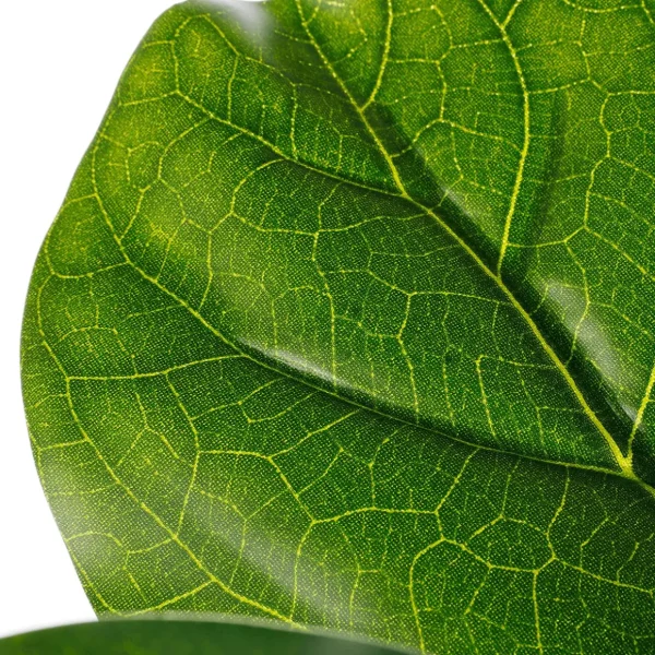 Zimmerpflanzen | Kunstbäume^DecoWoerner Künstlicher Feigenbaum Im Topf 174 Cm grün