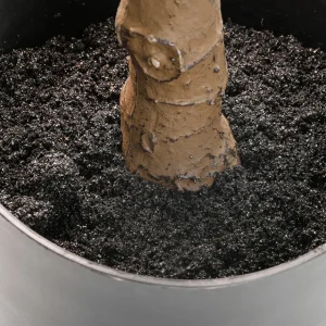 Zimmerpflanzen | Kunstbäume^DecoWoerner Künstlicher Feigenbaum Im Topf 174 Cm grün