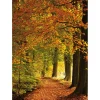 Xxl-Banner^DecoWoerner XL-Stoffbanner "Herbstwald" Aus Schwer Entflammbarem Fahnenstoff 150 X 200 Cm orange