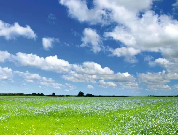 Xxl-Banner | Sommerdeko^DecoWoerner XXL-Planenbanner "Wiese Und Wolkenhimmel" Aus Schwer Entflammbarer LKW-Plane 250 X 330 Cm grün